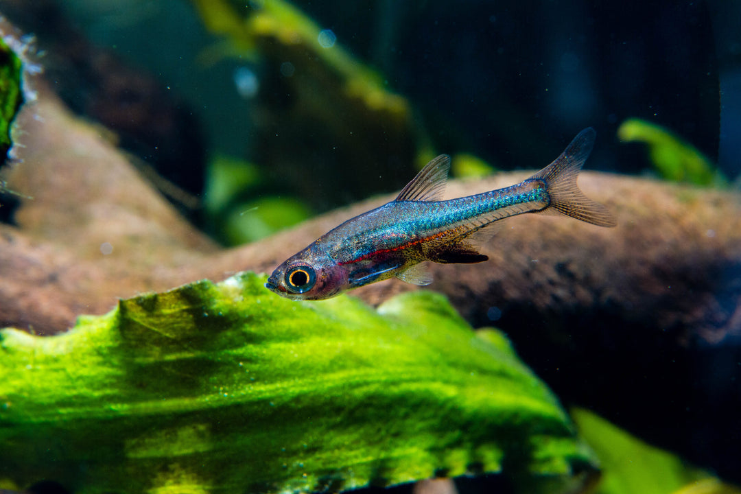 blue neon rasbora, neon blue rasbora, blue rasbora, blue axelrodi rasbora, blue rasboras, neon blue rasboras, blue neon rasboras, axelrodi rasbora, blue neon dwarf rasbora, blue axelrodi, rasbora axelrodi, neon blue rasbora for sale