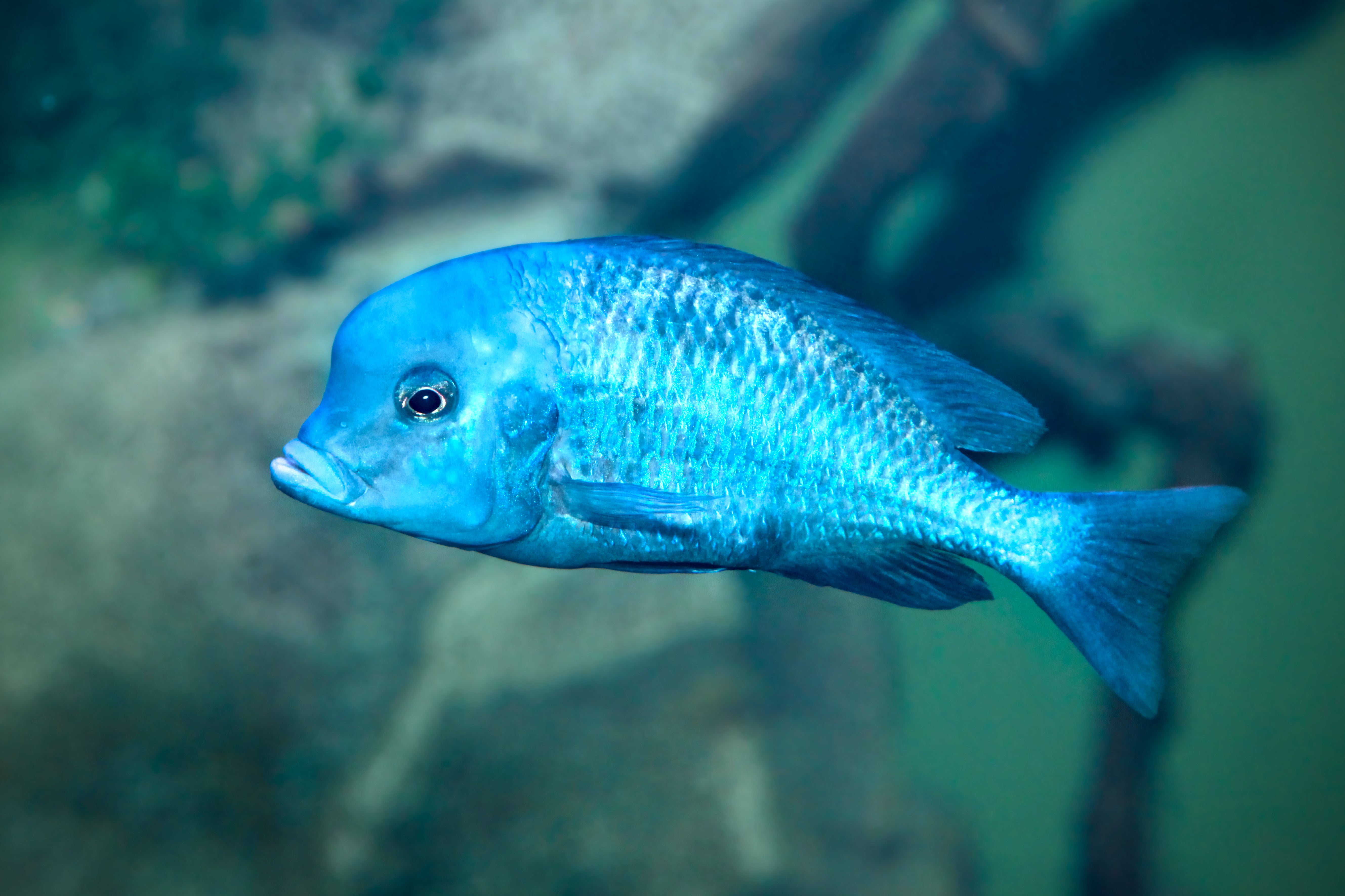 blue dolphin cichlid, dolphin cichlid, blue dolphin fish, moorii cichlid, freshwater dolphin fish for sale, blue dolphin moorii, blue dolphin cichlid male vs female, blue dolphin cichlid for sale, dolphin cichlids, dolphin fish for sale, blue moorii cichlid