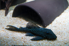 L128 Blue Phantom Pleco