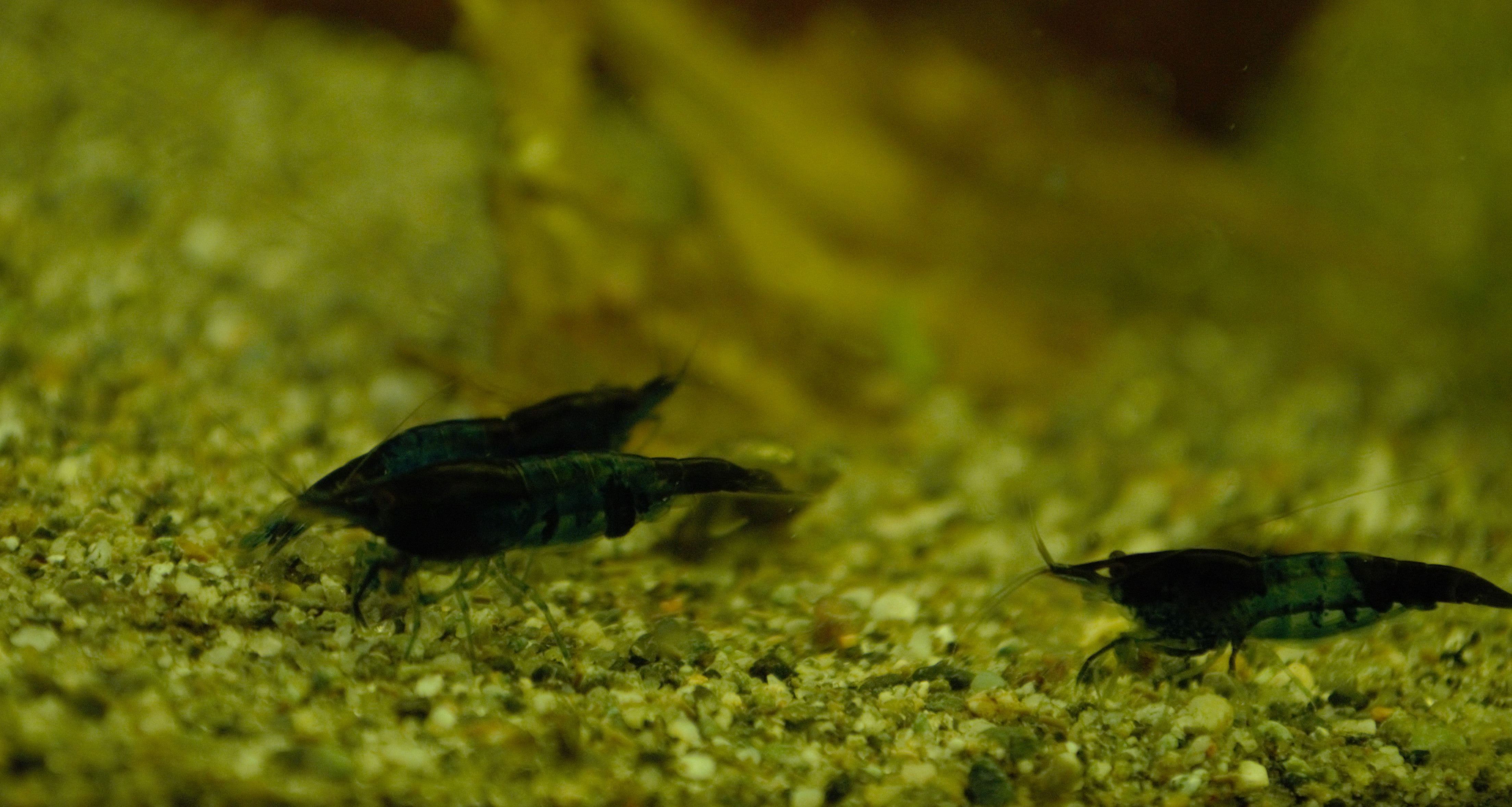 rili, rili shrimp, blue rili shrimp, blue rili, blue rili shrimp for sale, blue shrimp size, rili shrimp for sale, neocaridina blue shrimp, black and blue shrimp, types of blue shrimp, blue shrimp types