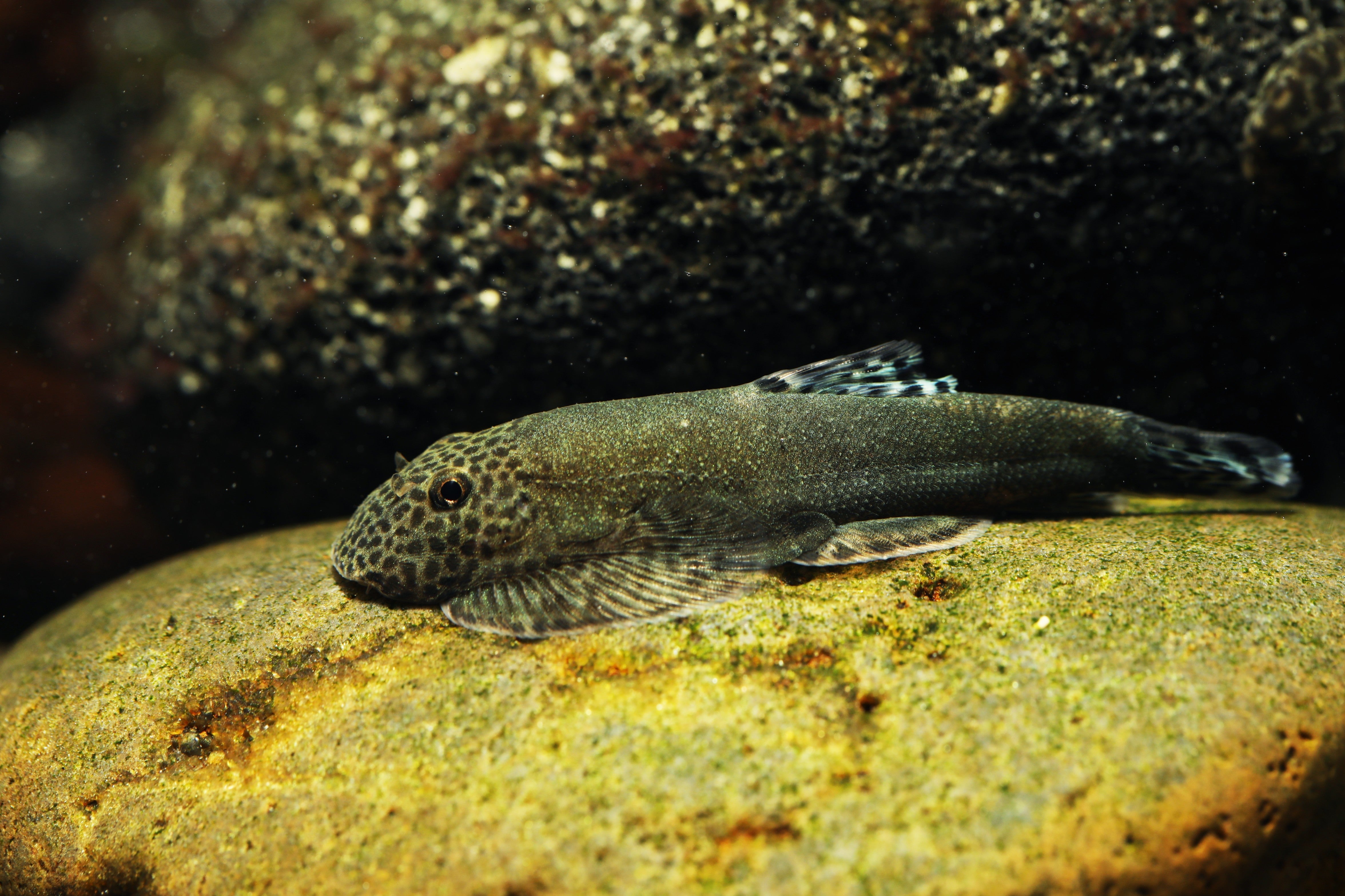 borneo loach size, borneo loach for sale, blue loach, gastromyzon, blue tailed fish, bluetail fish, blue botia loach, fish with blue tail, blue botia, Blue Tail Borneo Hillstream Loach, Blue Tail Borneo Hillstream Loach for Sale, buy Blue Tail Borneo Hillstream Loach online, hillstream loach for sale, hillstream loach
