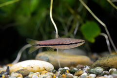 Brilliant Rasbora