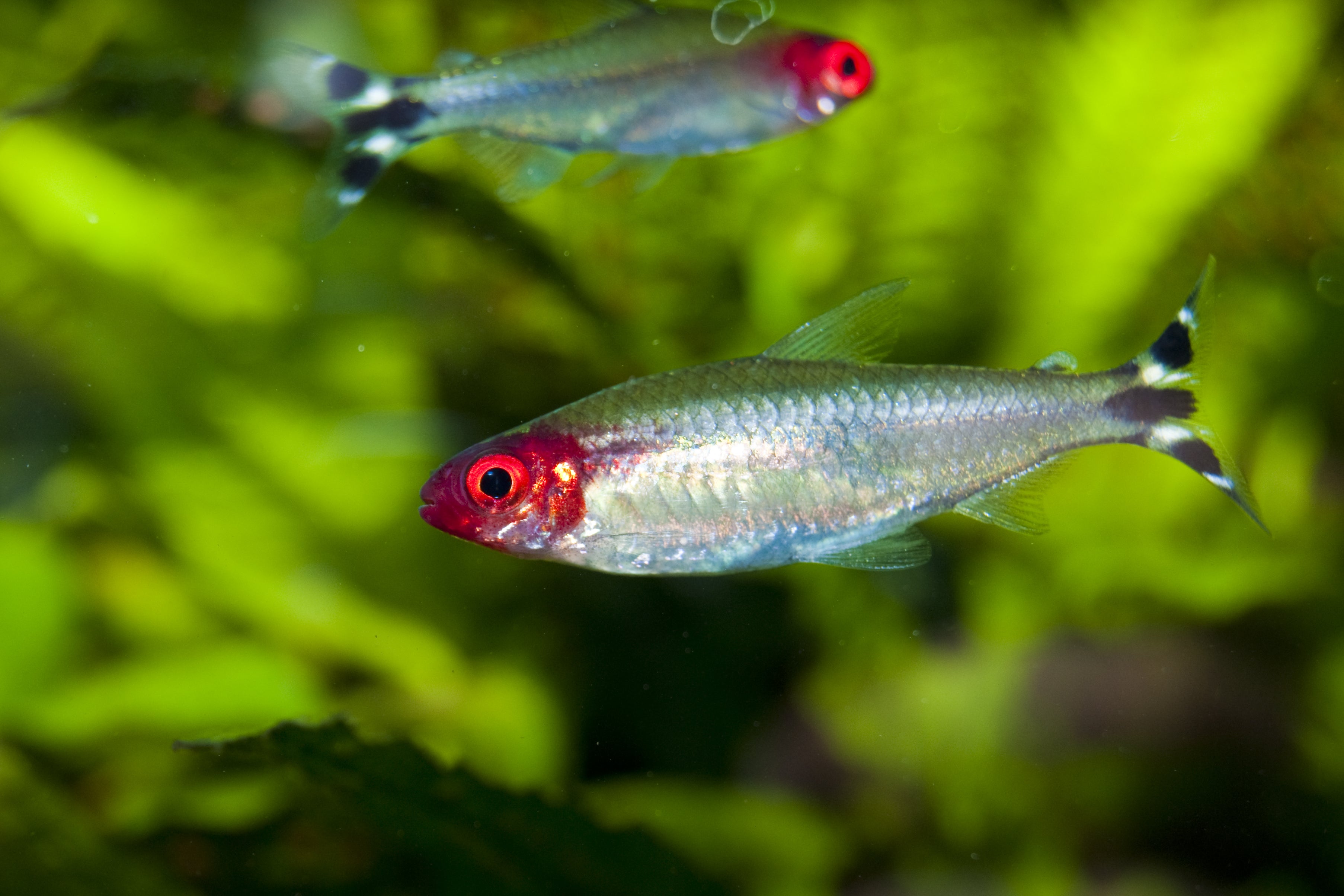 brillant rummy nose tetra fish in planted aquarium