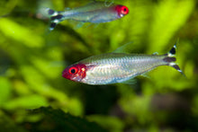 Brilliant Rummy Nose Tetra