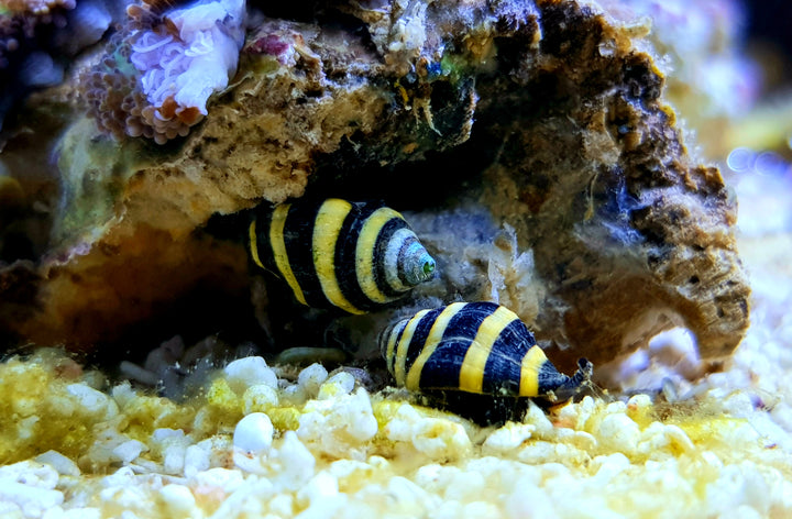 bumblebee snails for sale, bumble bee snail, bumblebee snails in aquarium, bumblebee snails for fish tank, bumblebee snails near me, live bumblebee snails