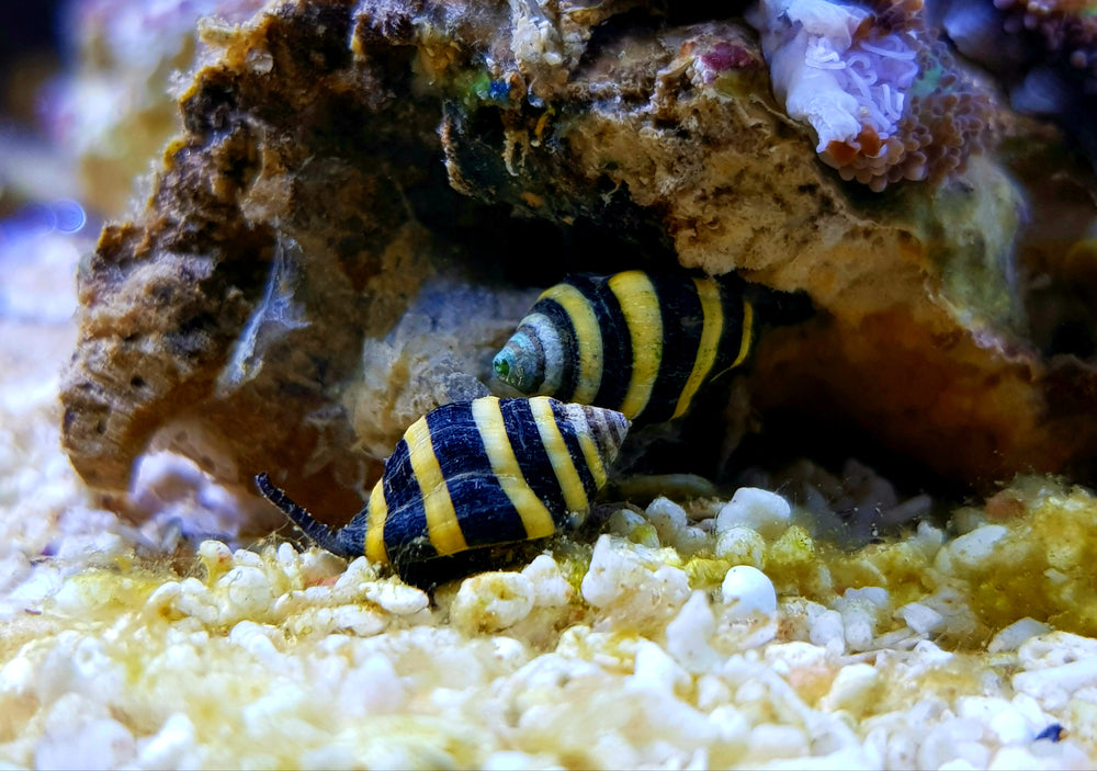 bumble bee snails, bumblebee snails for sale, bumblebee snail for sale near me, live bumblebee snails, bumblebee snails for aquarium tank