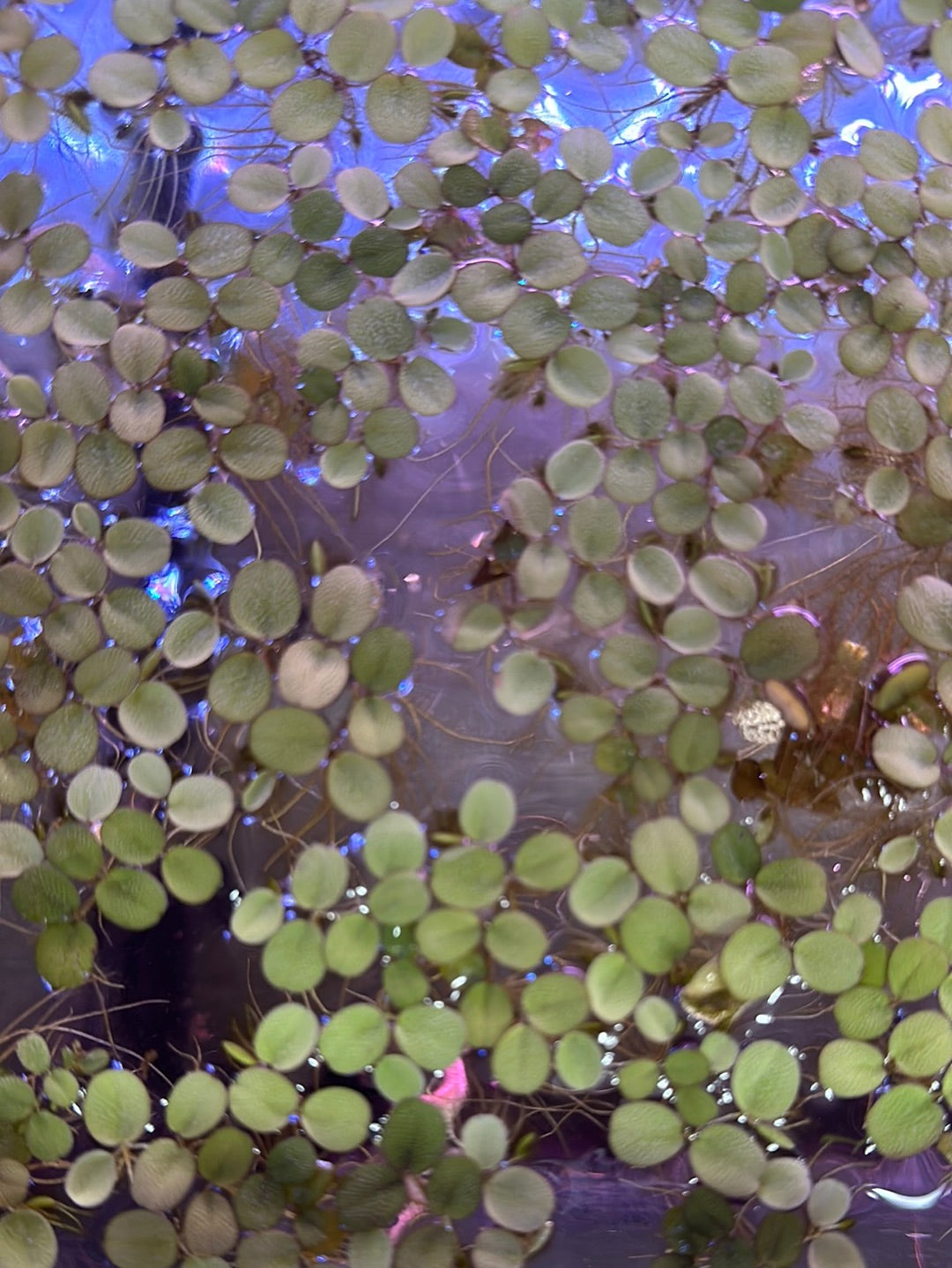 Aquatic Water Spangles (Salvinia Minima) Floating Plant