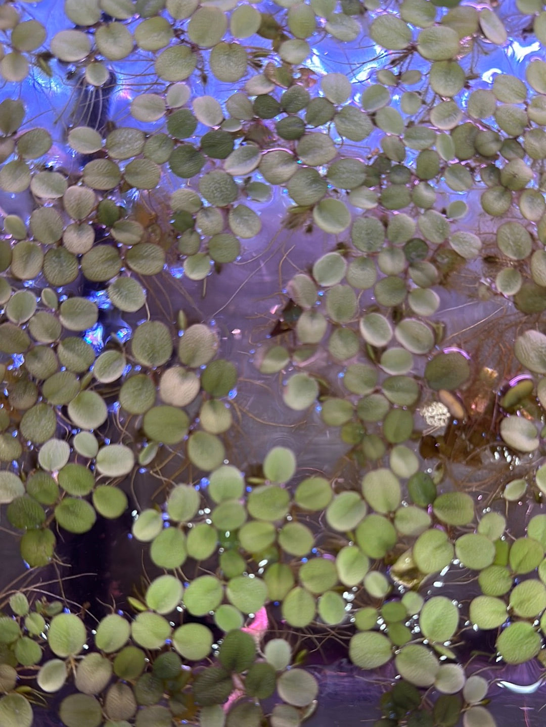 salvinia, salvinia minima, water spangles, salvinia aquarium plant, salvinia plant, water spangle, salvinia floating plant, salvinia minima aquarium, salvinia in aquarium, spangles plant, salvinia for sale, aquarium salvinia, floating salvinia