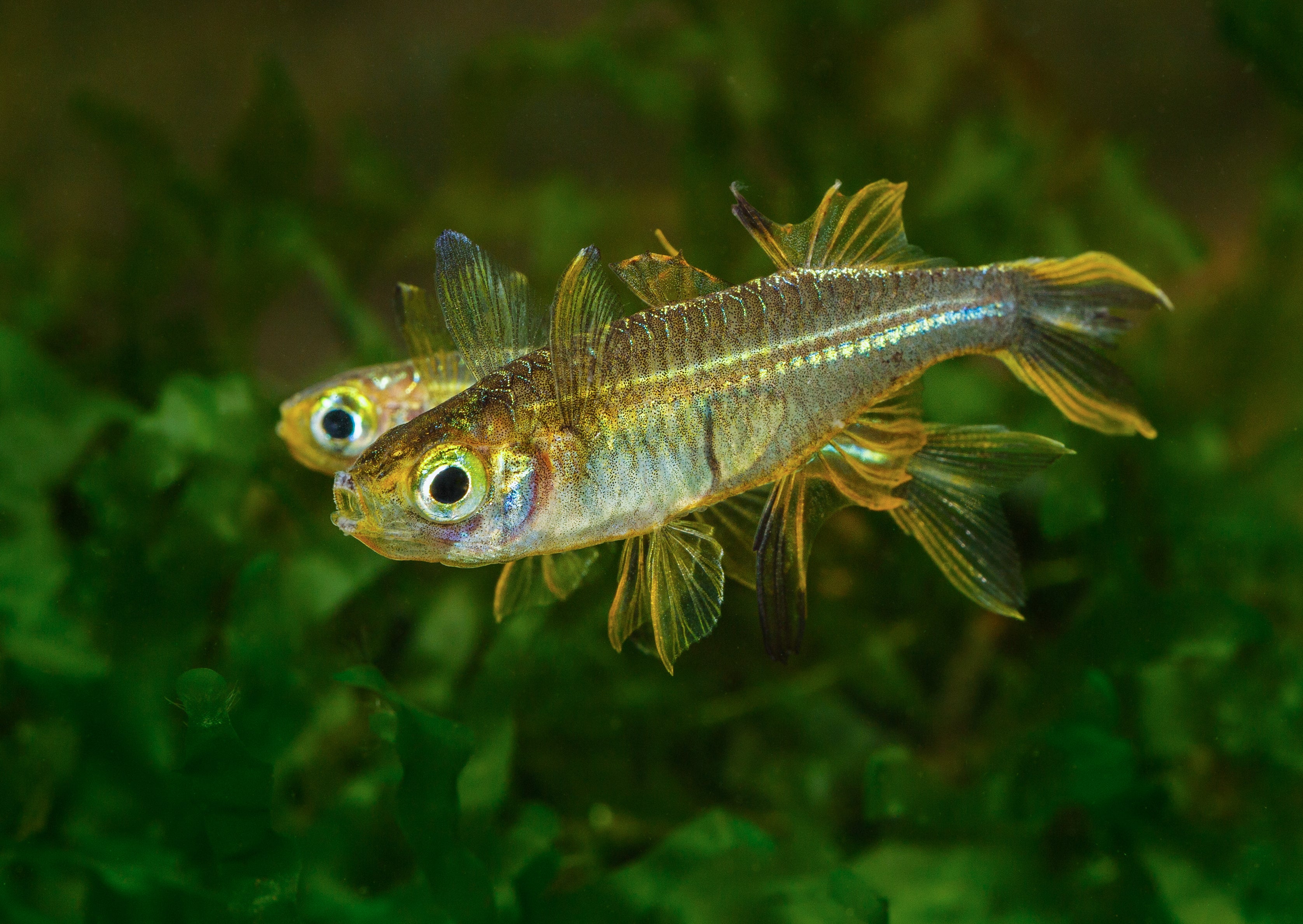 Celebes Rainbowfish (Marosatherina ladigesi) in planted aquarium