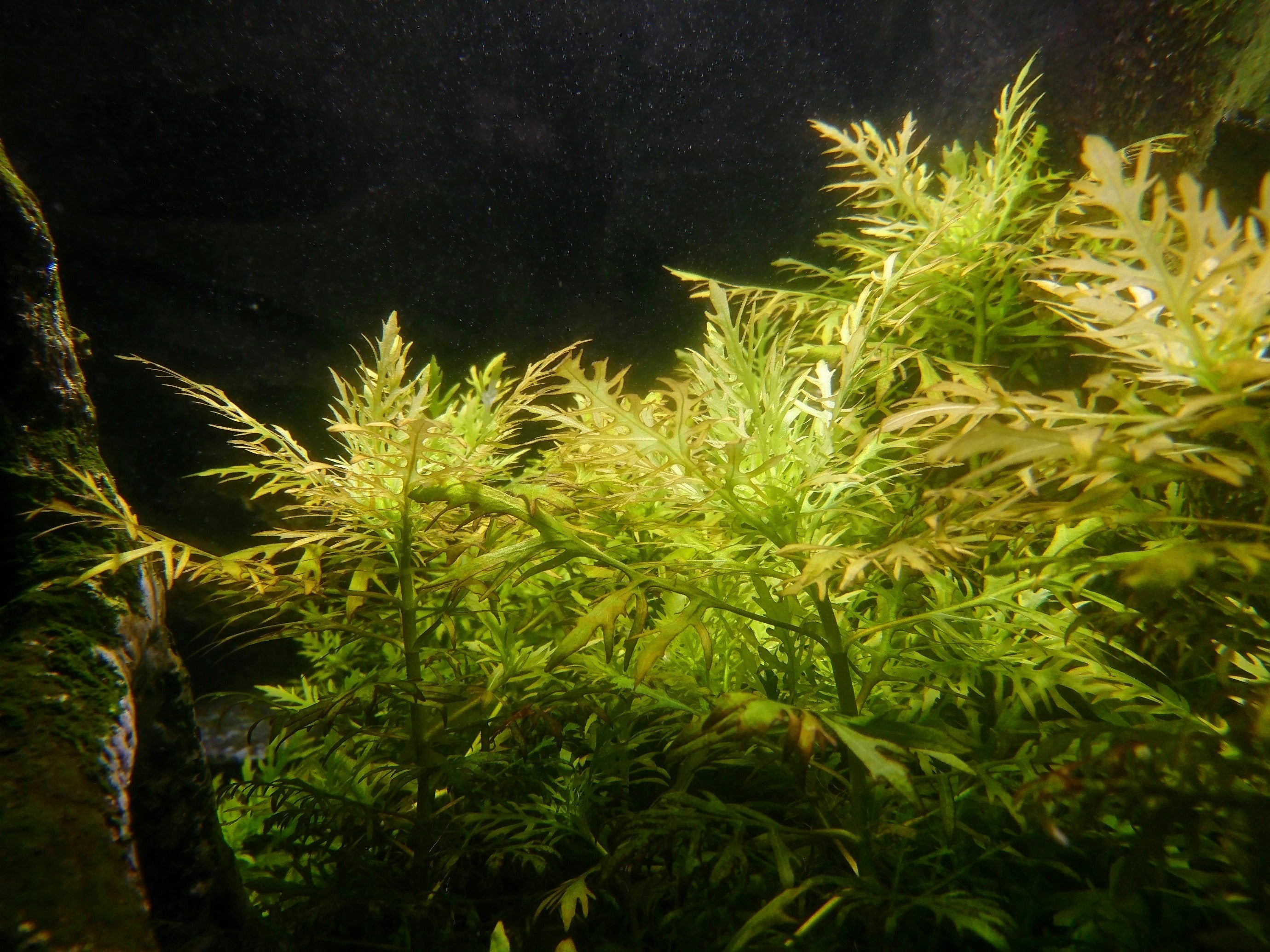 Water Sprite (Ceratopteris thalictroides) in planted aquarium