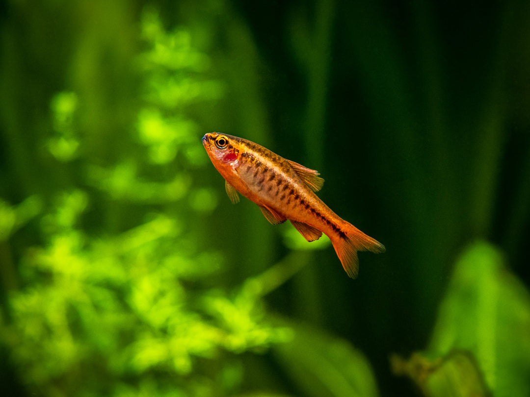 cherry barb, cherry barbs, cherry barb fish, cherry barb care, cherry fish, cherry barb male vs female, cherry barbs fish, cherry barb for sale, cherry barbs for sale, freshwater barbs, barb fish, barb fish for sale, barbs for sale, barbs, barbs fish