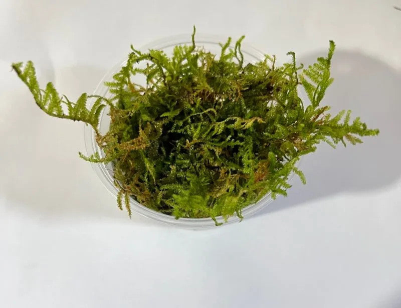 Sporophytes from the Christmas Moss. Up and out! : r/PlantedTank