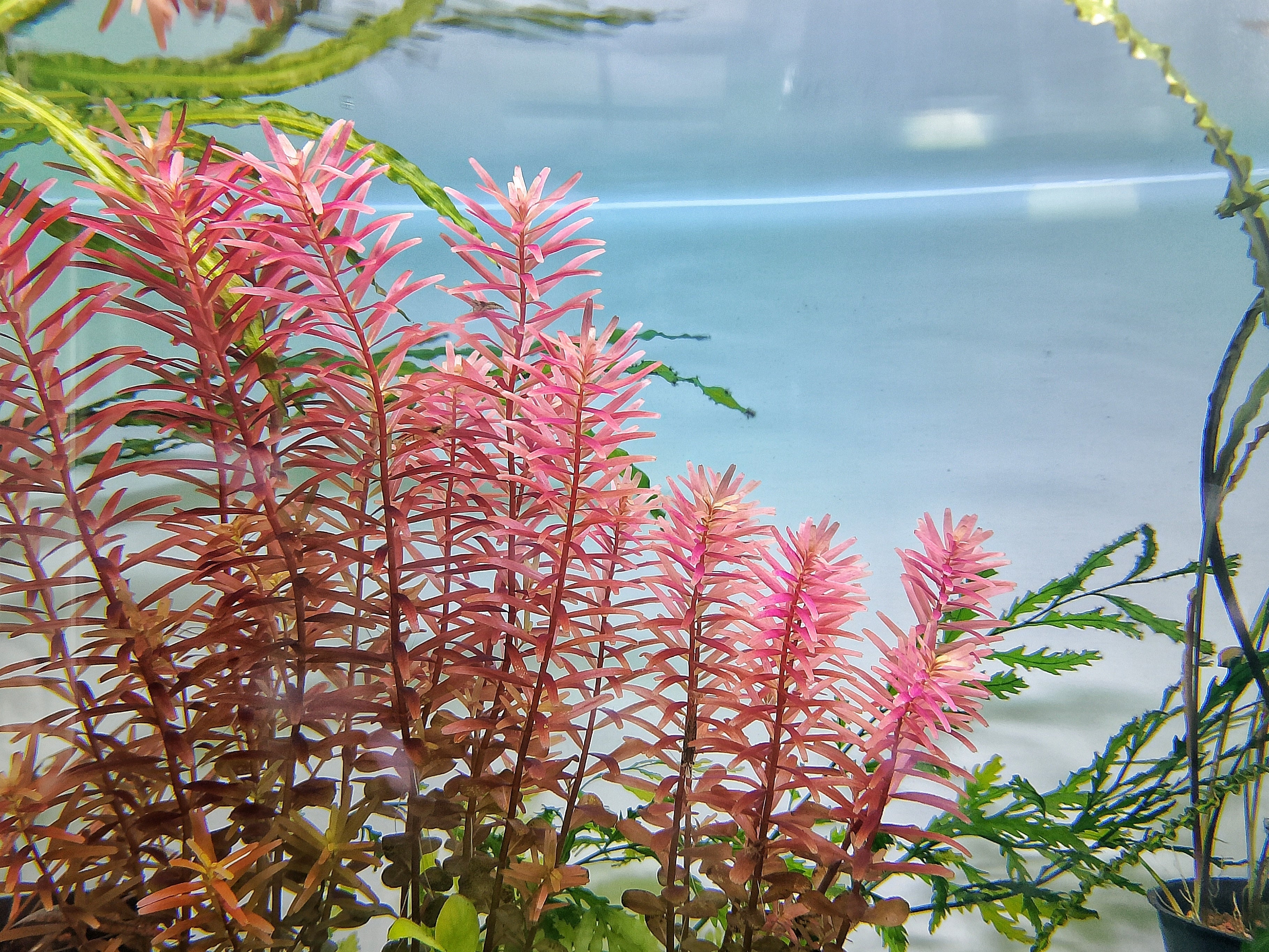 rotala rotundifolia, rotala, rotala rotundifolia red, rotala red, rotundifolia, red rotala, rotala rotundifolia aquarium, red rotala aquarium plant, red rotala plant, red rotala rotundifolia, rotala rotundifolia red for sale, rotala rotundifolia for sale