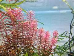 Rotala Rotundifolia Red Aquatic Plant