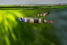 Clown Killifish