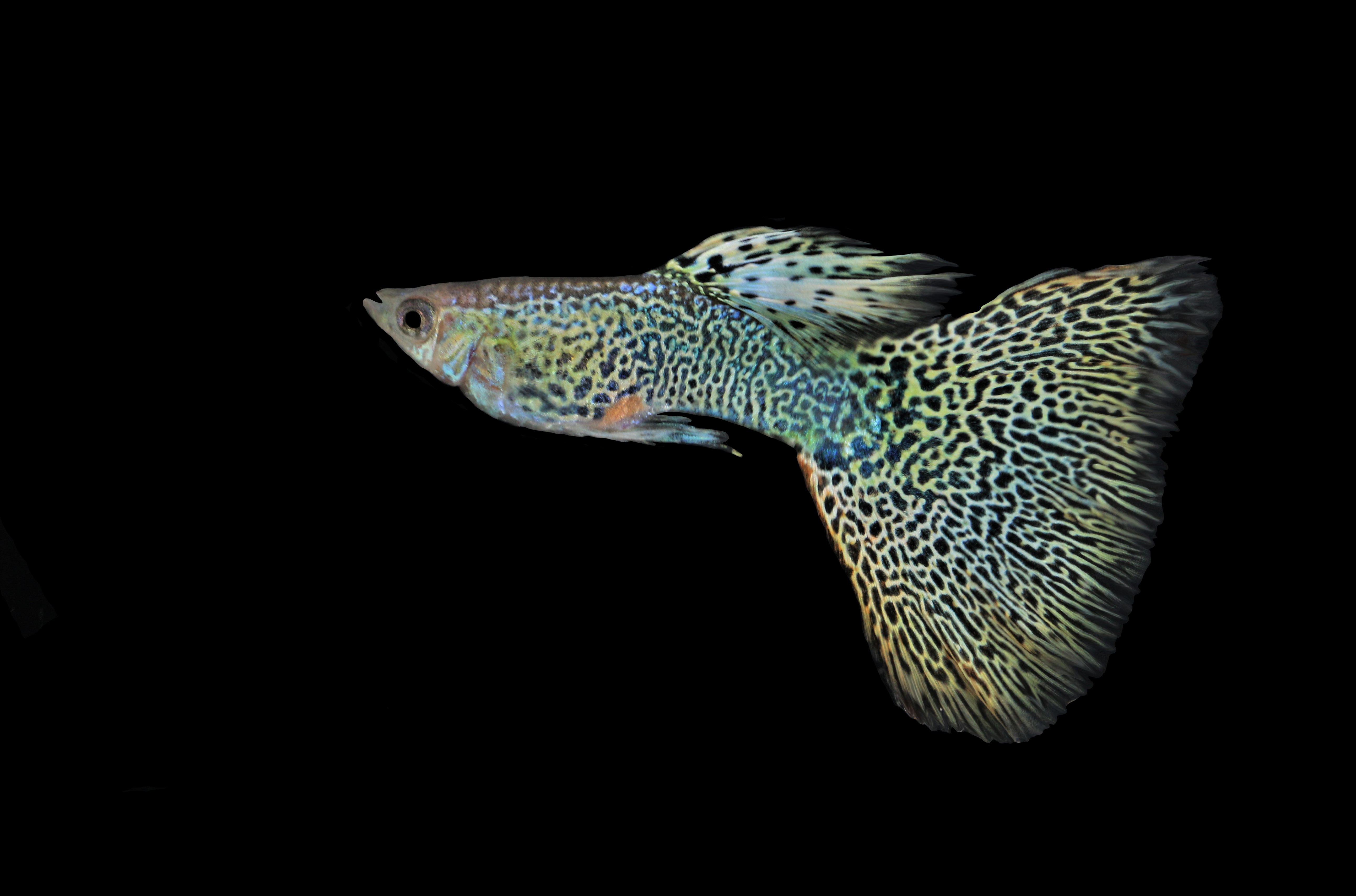 cobra guppy, cobra guppies, cobra guppy fish, guppy cobra, cobra guppy male, cobra leopard guppy, female cobra guppy, cobra guppy female, cobra guppies for sale