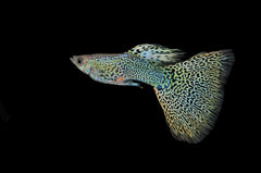 Cobra Guppy Fish