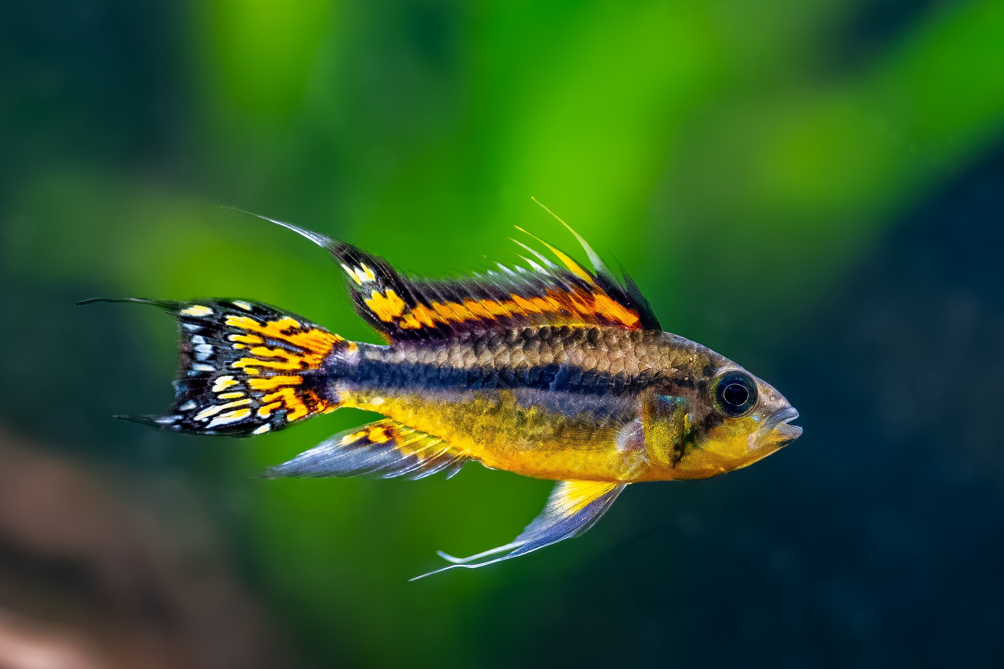 Cockatoo Dwarf Cichlid fish or Apistogramma cacatuoides
