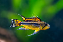 Cockatoo Dwarf Cichlid (Apistogramma cacatuoides)