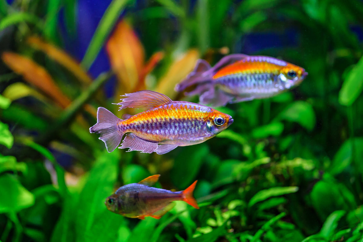 Congo Tetra Fish for Sale Near Me - Colorful Tetras Fish Buy Online ...