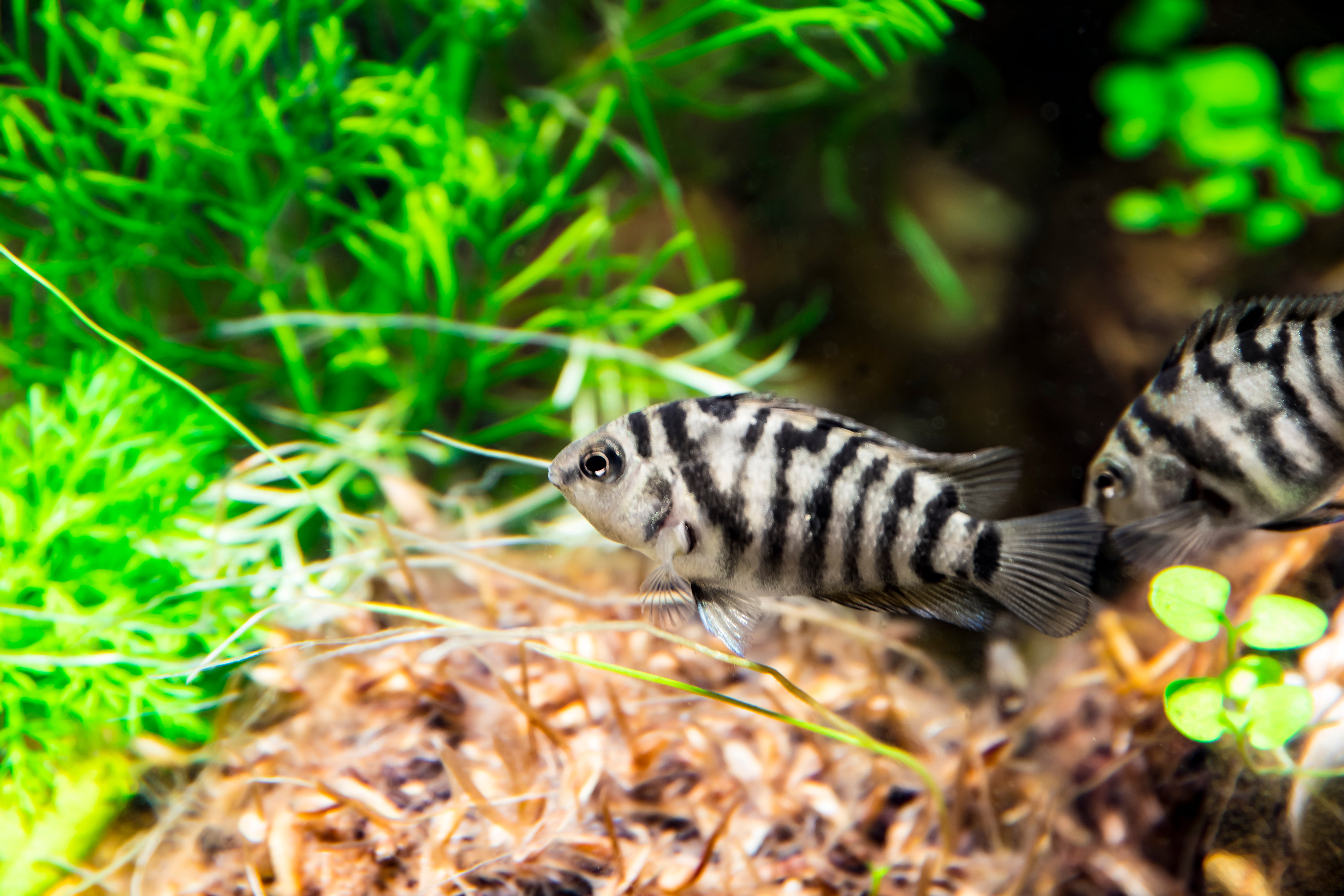 convict cichlid, cichlid fish, convict fish, convict cichlids, cichlid fish types, black convict cichlid, female convict cichlid, convict cichlid for sale, convicts fish, white convict cichlid