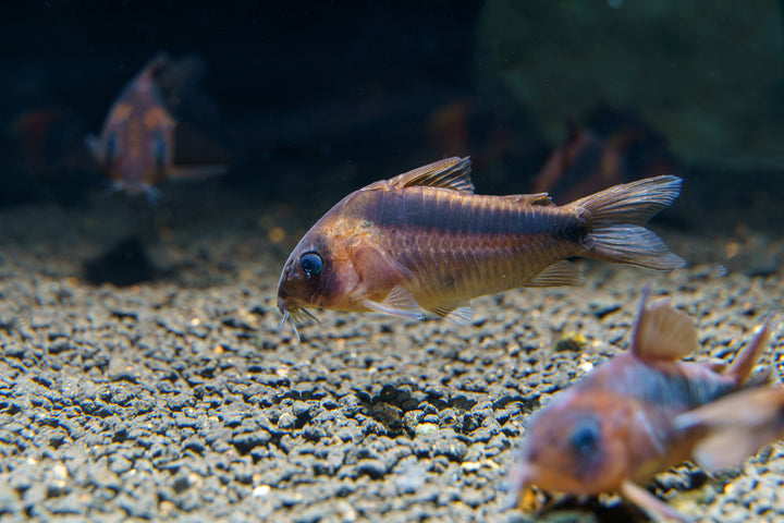 Corydoras rabauti for sale, rabauti cory, Rabaut&