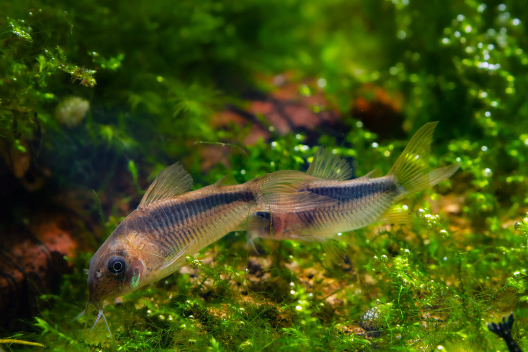 corydoras rabauti for sale, Rabaut&