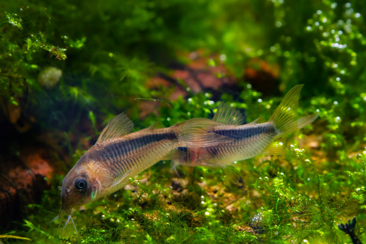 corydoras rabauti for sale, Rabaut&