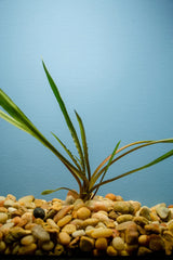 Crypt Spiralis Aquatic Plant