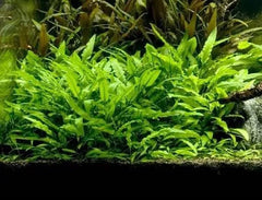 Cryptocoryne Lutea Aquatic Plant