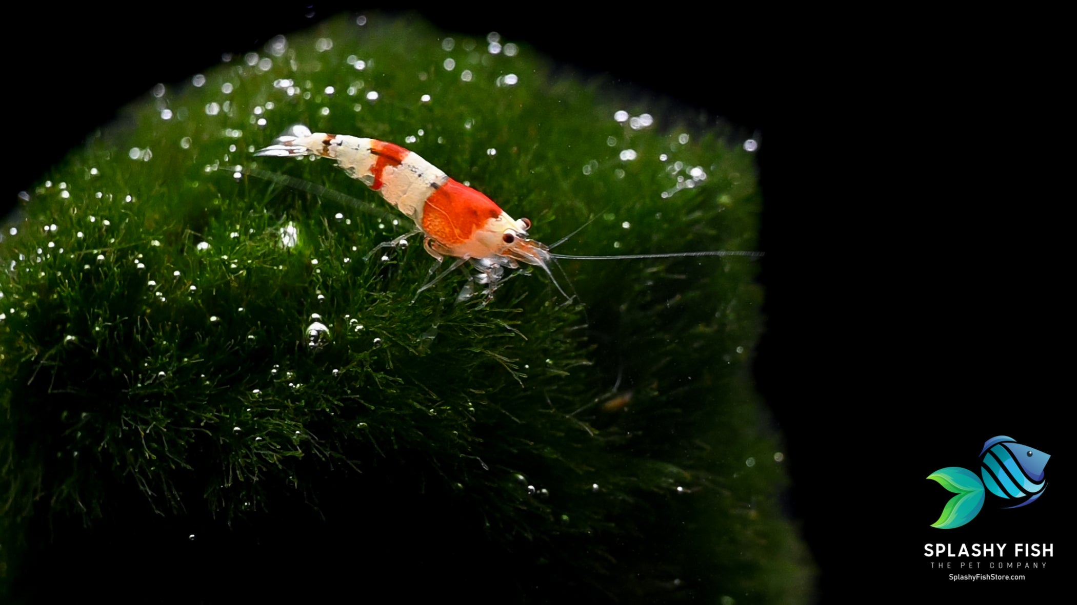 crystal red shrimps, crystal red shrimp, red crystal shrimp, buy red crystal shrimp, crystal red shrimp for sale, crystal red shrimps for sale, buy crystal red shrimp online