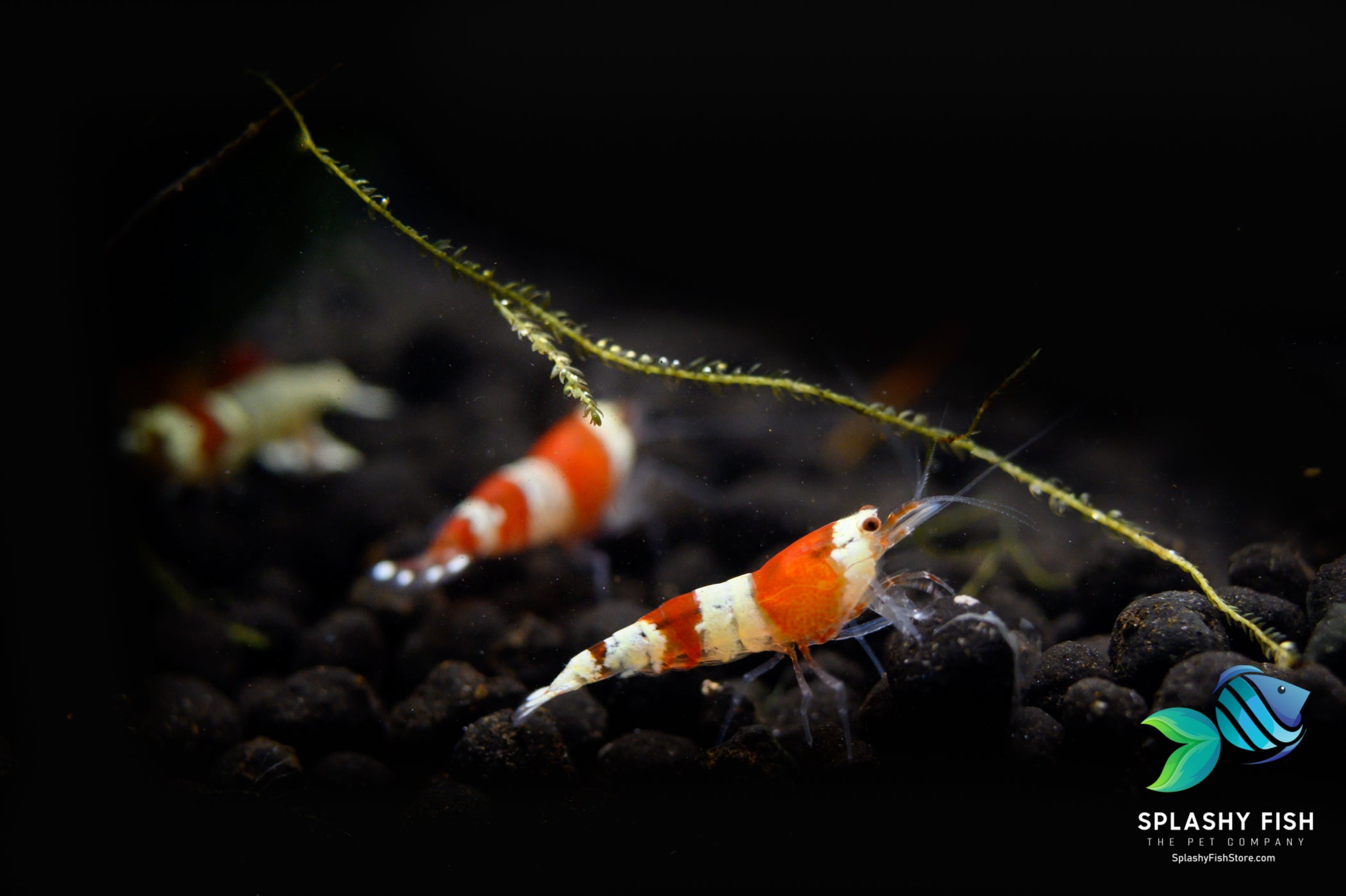 buy red crystal shrimp, crystal red shrimps for sale, crystal red shrimp for sale, crystal red shrimps, crystal red shrimp, crystal red shrimp buy