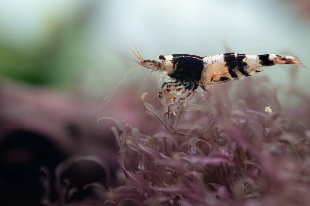 black shrimp, crystal black shrimp, black crystal shrimp, crystal black, black and white shrimp, black shrimp aquarium, black bee shrimp, crystal black shrimp grading, cbs shrimp, crystal black shrimp for sale