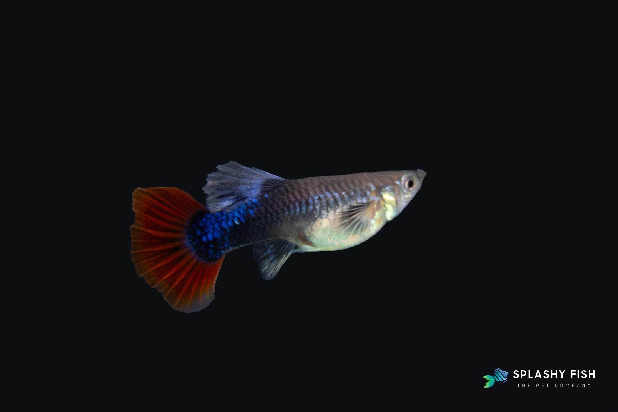 HALFBODY RED ROSE GUPPY FISH FEMALE FOR SALE