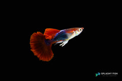 Half Body Red Rose Guppy Fish