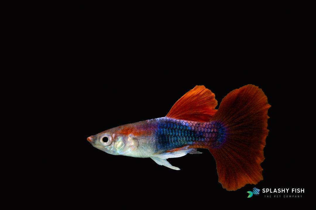 HALFBODY RED ROSE GUPPY FISH MALE FOR SALE, red rose guppy for sale, red rose guppies fish for sale, half body male guppy for sale, half body fancy guppies fish for sale