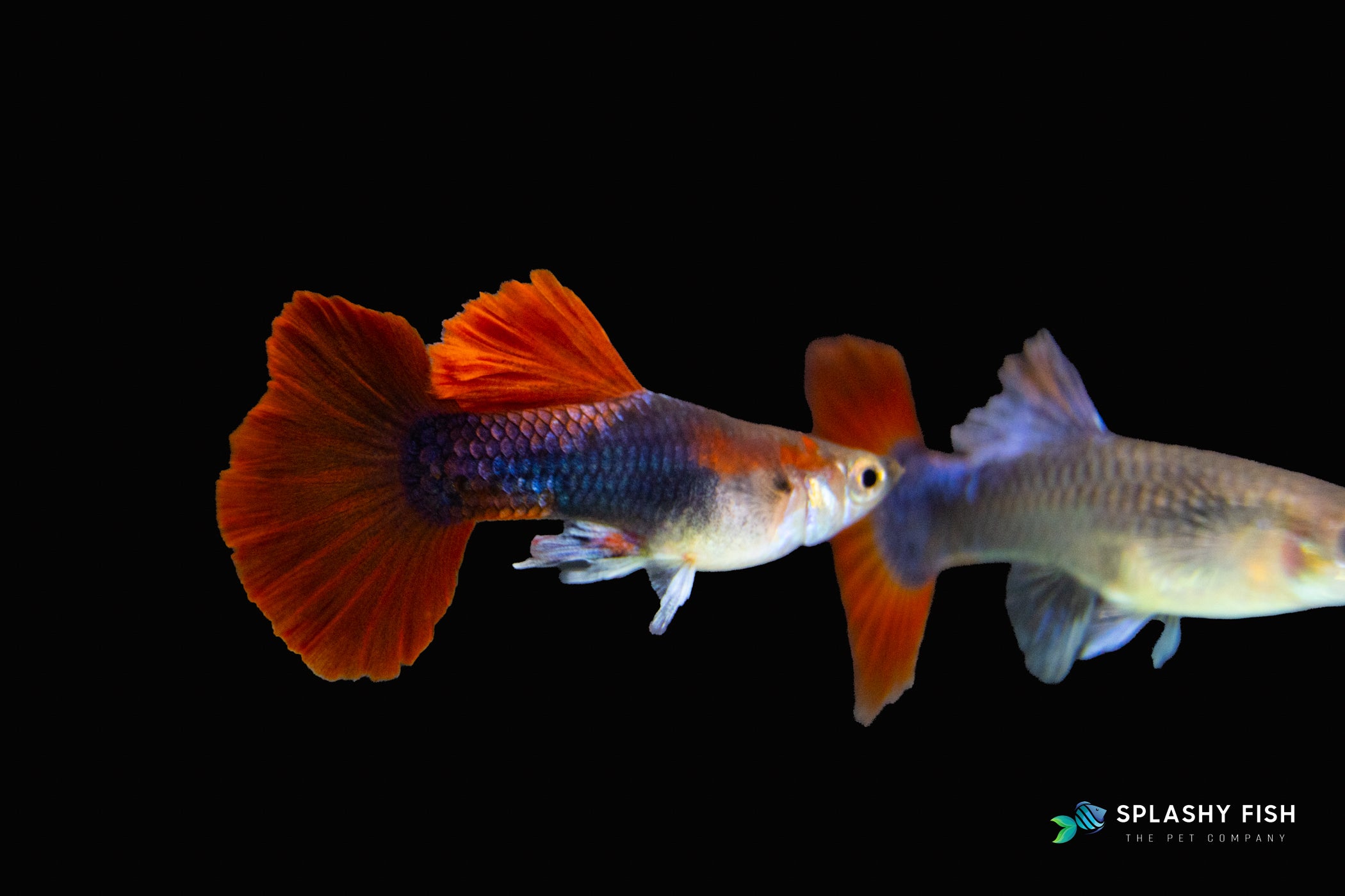 HALFBODY RED ROSE GUPPY FISH FOR SALE