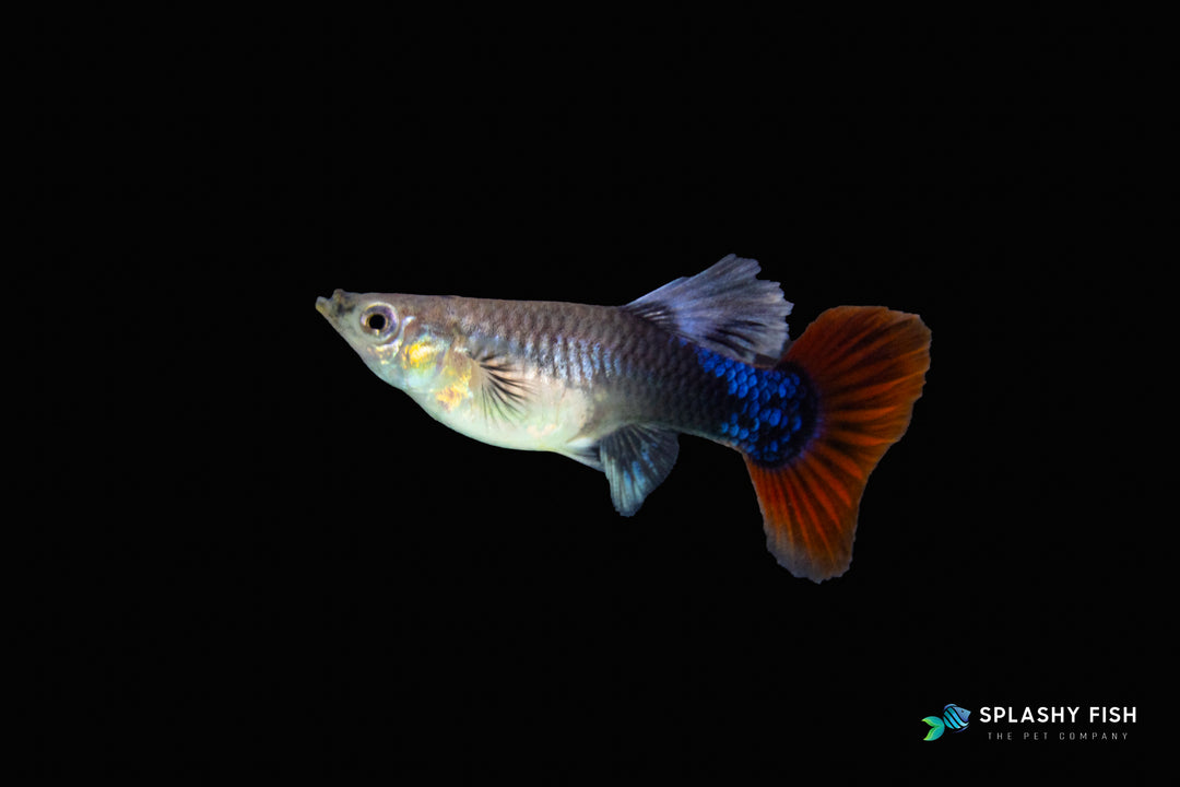 HALFBODY RED ROSE GUPPY FISH FEMALE FOR SALE, red rose guppy fish for sale, half body fancy guppies for sale, red rose fancy guppies fish for sale, half body guppy fish for sale