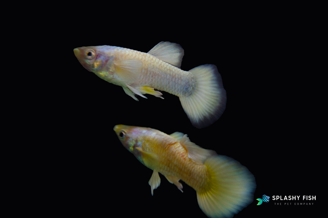 a Couple Of Full Gold Guppy For Sale, full gold metallic guppy fish for sale, metallic guppies for sale, full gold fancy guppy fish for sale, full gold fancy guppies for sale, full gold guppy fish for sale