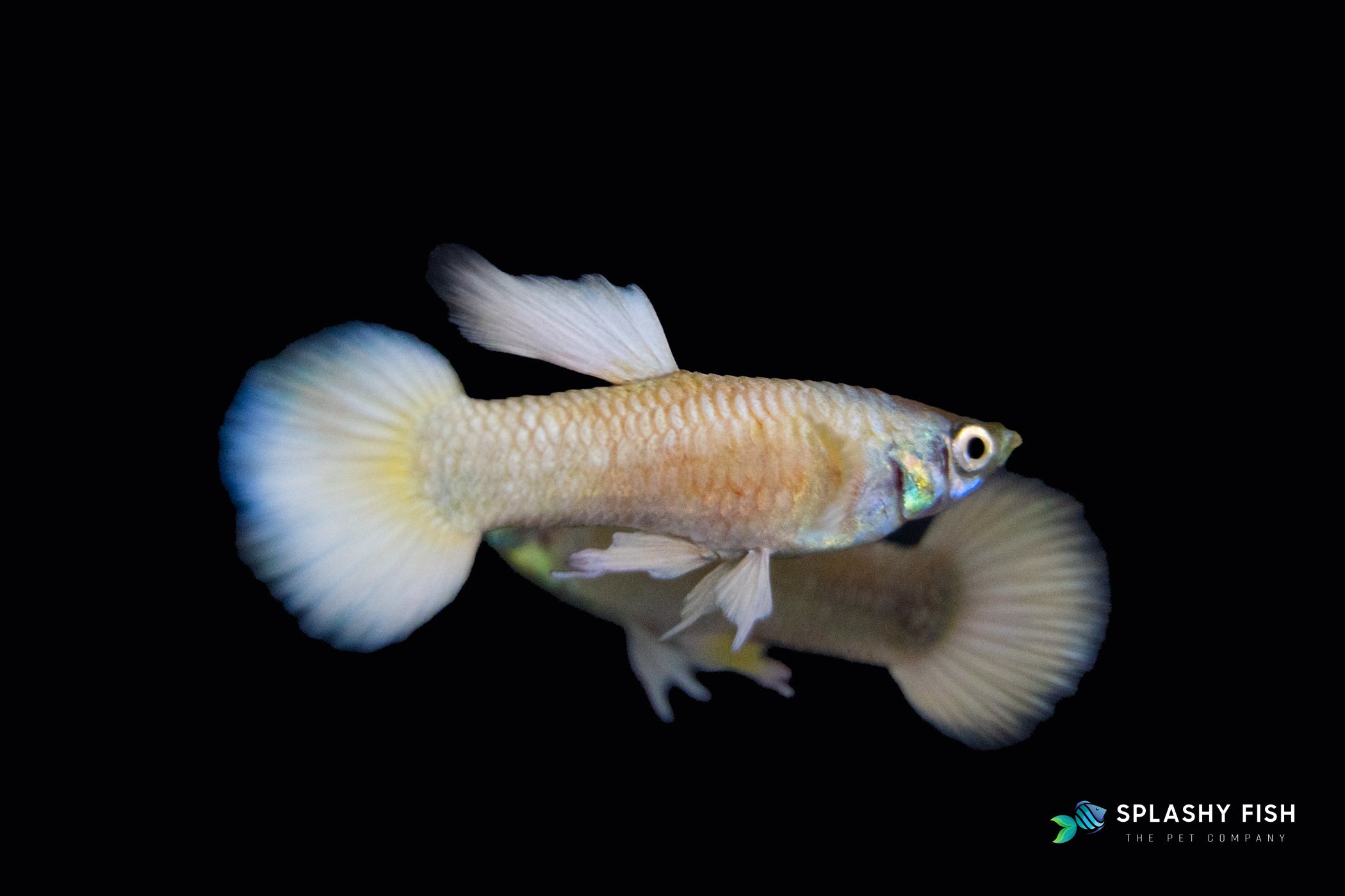 a Couple Of Full Gold Guppy For Sale