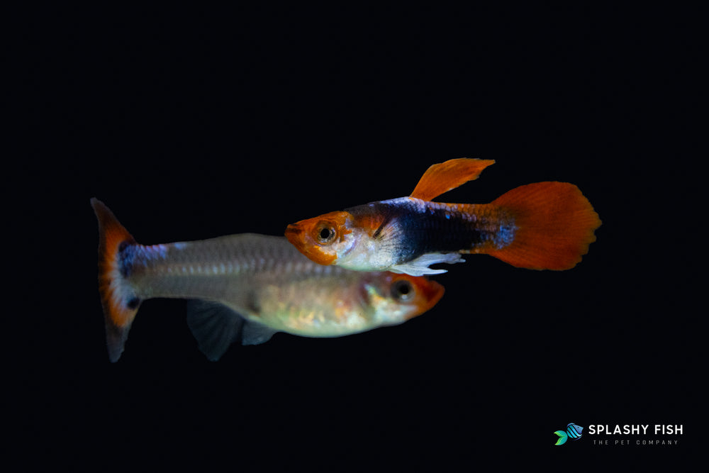 a couple of Koi Short Guppy Fish, koi fancy guppy fish for sale, koi fancy guppies for sale, short koi guppy fish for sale, buy koi short guppy fish online