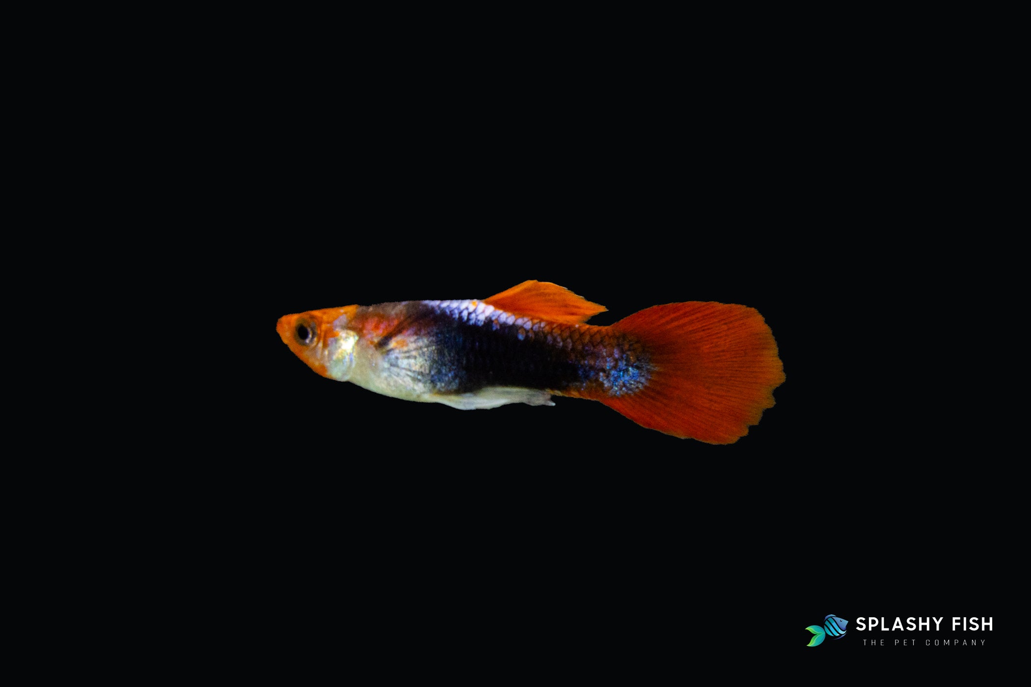 Koi Red Guppy Fish Male For Sale