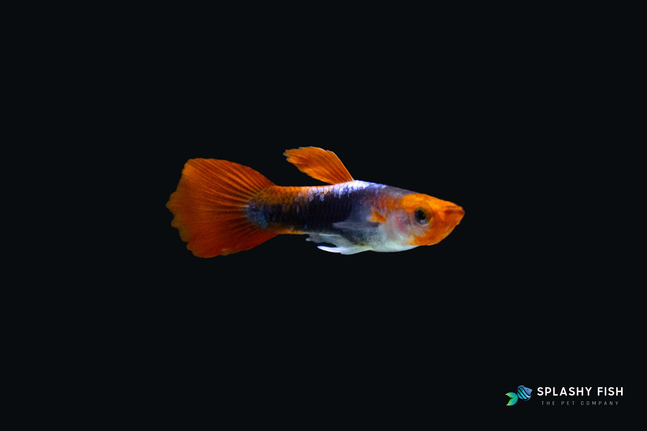 a male Koi Short Guppy Fish | Splashy Fish