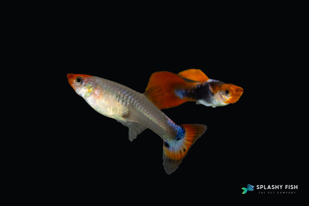 a couple of Koi Short Guppy Fish, koi short fancy guppy fish for sale, koi short fancy guppies for sale, buy koi short guppy fish online, short koi guppies fish for sale