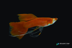 Full Red Guppy Fish