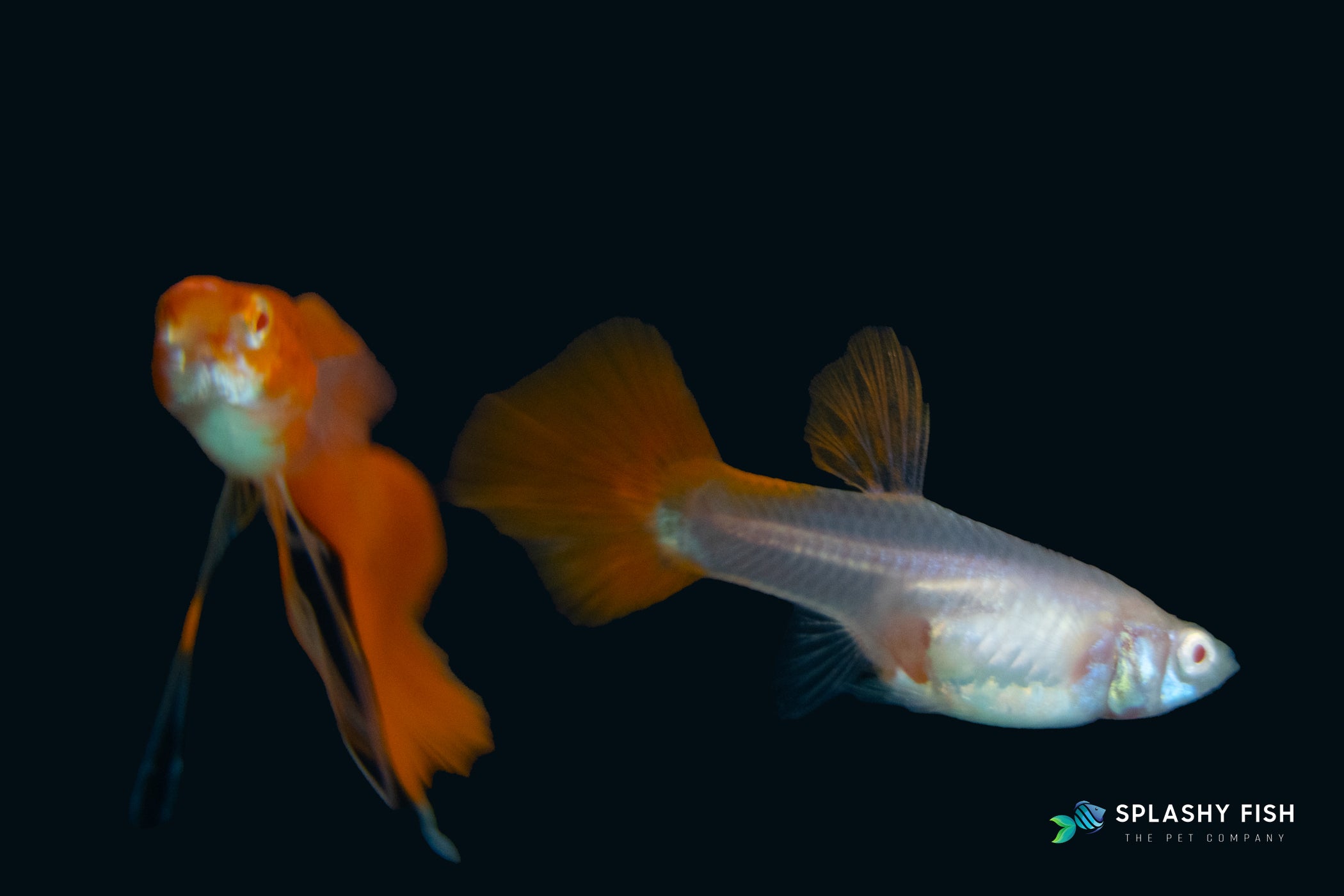 Full Red Guppy For Sale
