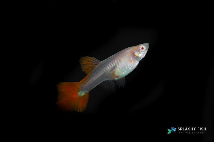 Full Red Guppy Female For Sale, red female fancy guppy fish for sale, full red guppies for sale, red fancy guppies for sale, solid color guppies fish for sale