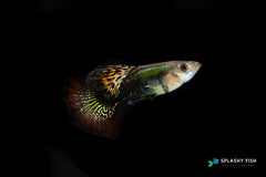 Red Dragon Guppy Fish