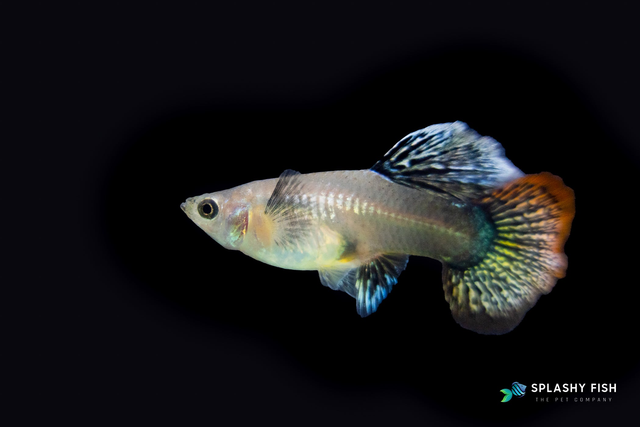 Red Dragon Guppy Female For Sale