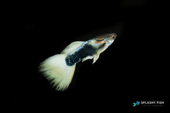 Half Body White Guppy Fish